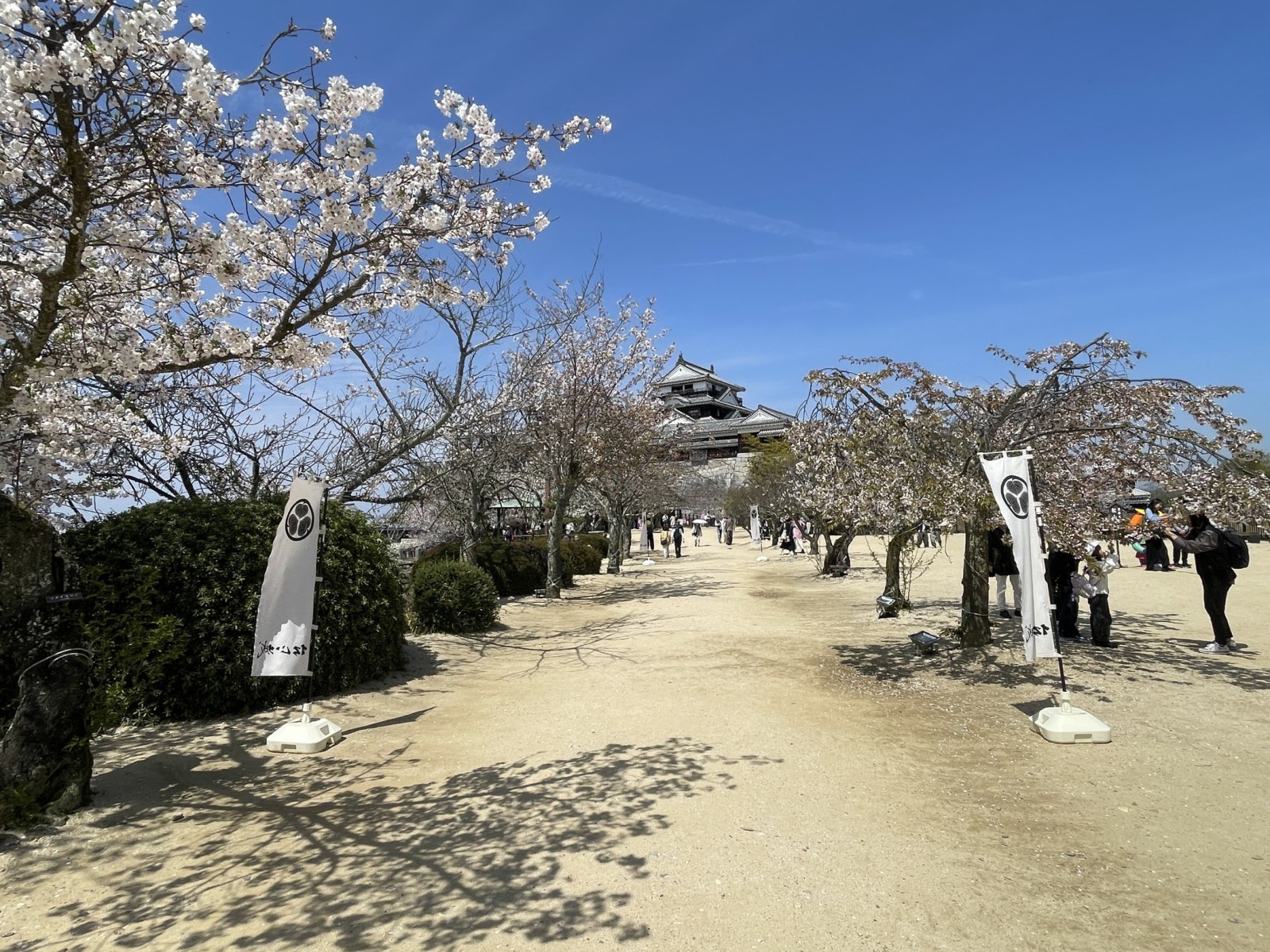 お城＆満開の桜を撮影するクエスト